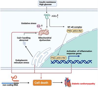 Pyroptosis and Its Regulation in Diabetic Cardiomyopathy